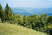 Nelle terre di Matilde - Sentiero da Valestra a Carpineti: Prato fiorito spontaneo. 